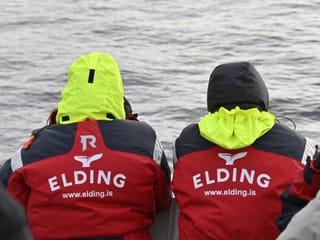 Reykjavík Whales & Diving, photo 10