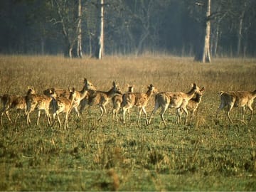 3-Day Jungle Adventure Tour in Chitwan National Park from Pokhara