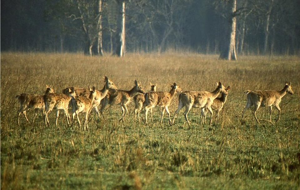 3 Day Chitwan Jungle exploration Tour from Pokhara