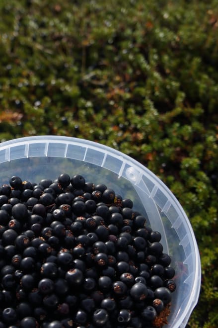 Picking wild berries and making your own jam photo 2