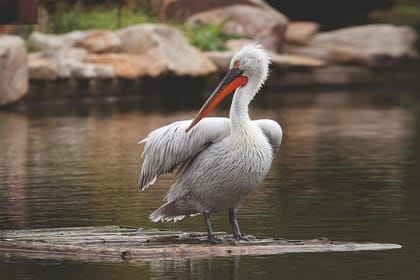 Nal Sarovar Bird Sanctuary & Lothal Day Tour from Ahmedabad
