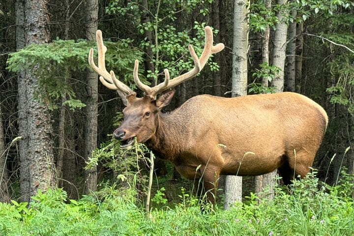 From Banff: Shuttle Service to Moraine Lake & Lake Louise