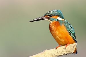 4 days Dalat bird watching tour