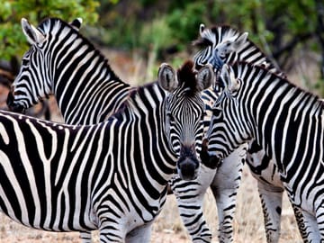 Self-Drive Safari Adventure in Kruger National Park