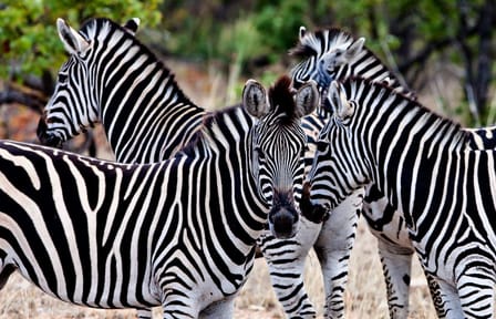 Self-Drive Safari Adventure in Kruger National Park