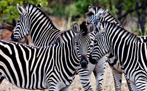 Self-Drive Safari Adventure in Kruger National Park
