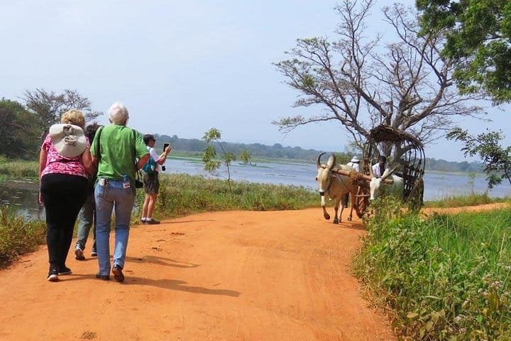 Pidurangala & Hiriwaduna Village Tour from Kandy 7