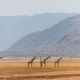 Lake Manyara Game Drive