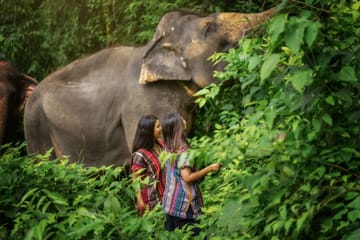 Elephant Jungle Sanctuary Experience in Kathu, Phuket