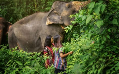 Phuket Elephant Jungle Sanctuary Walking Tour