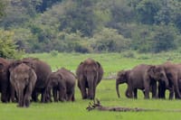 Knuckles and Wasgamuwa trail from Colombo 5