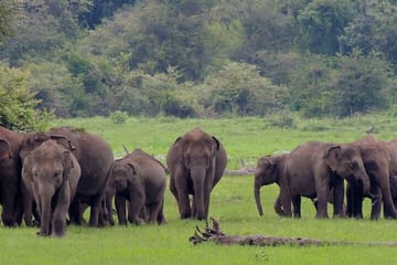 Knuckles and Wasgamuwa trail from Colombo