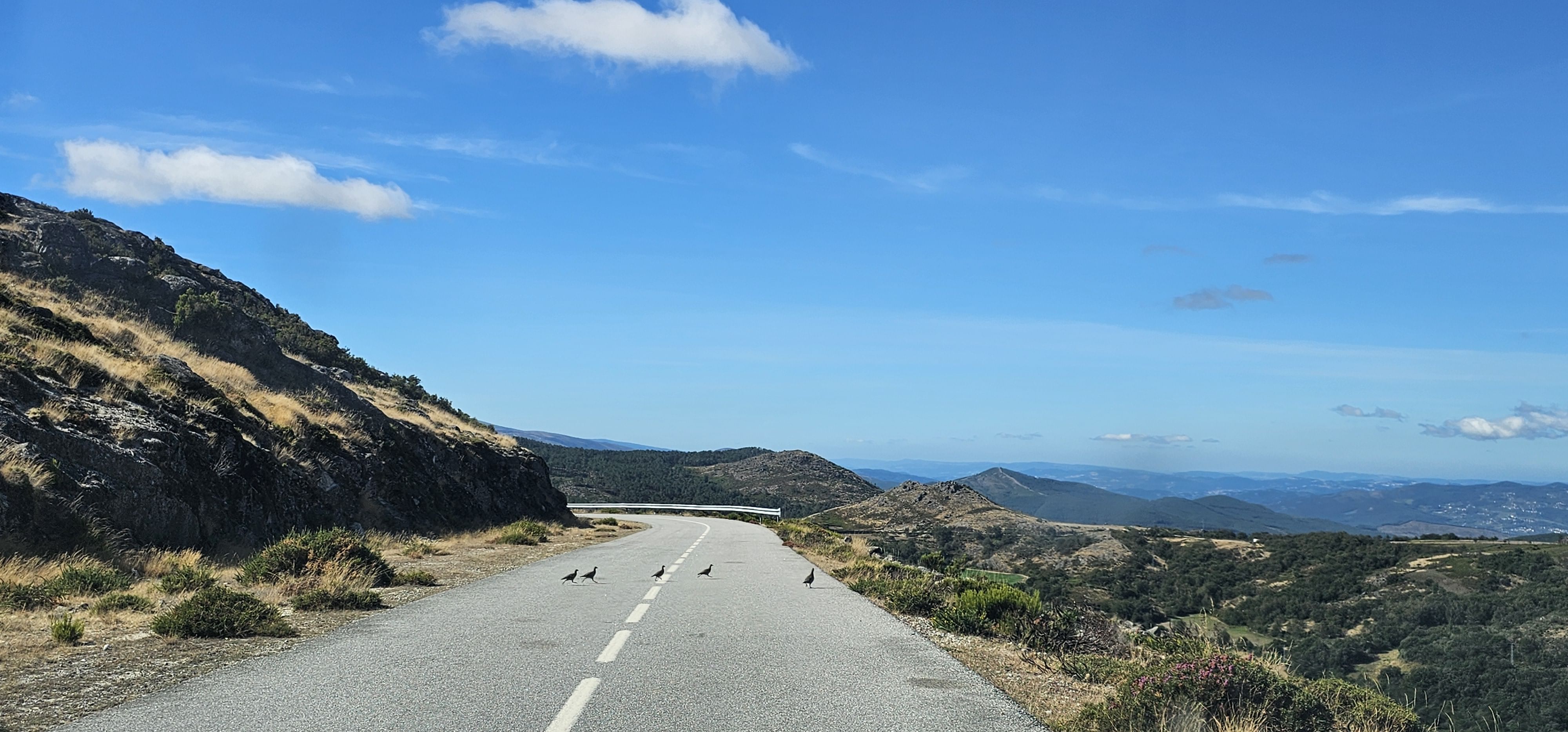 Familia de perdizes atravessa a estrada em fila indiana na serra do alvão