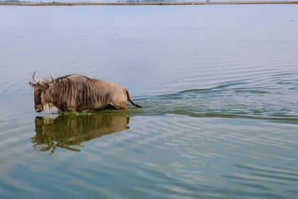 Amboseli Full Day Trip from Nairobi