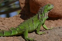 Croco Park Safari Adventure with Convenient Transfers – Agadir