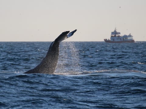 Whale Watching from Reykjavík & Akureyri, photo 2
