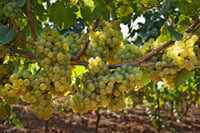 Private Buggy Vineyards Tour 2