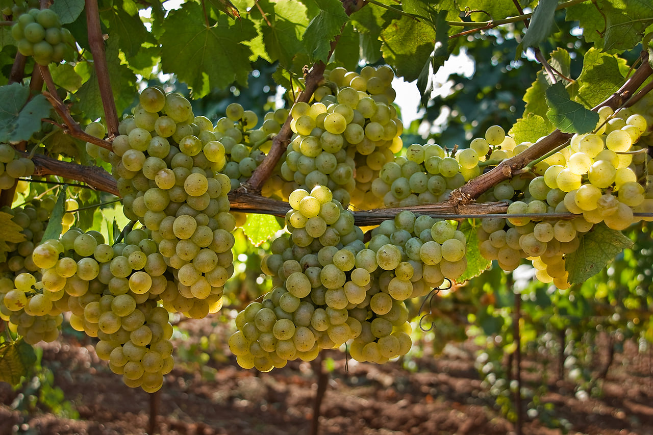 Private Buggy Vineyards Tour 2