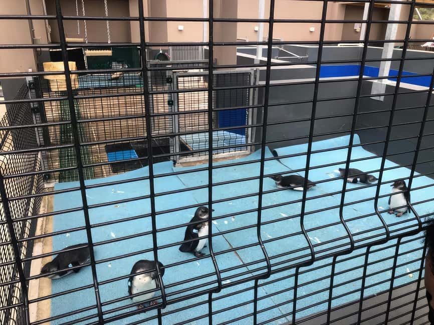 Encounter penguins in their sanctuary for a memorable, family-friendly wildlife experience.