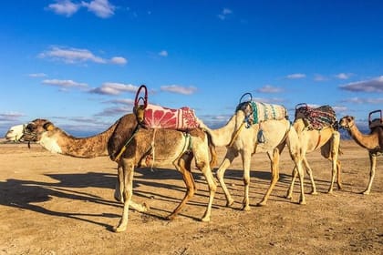 Magical Dinner and Sunset in Agafay Desert