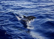 Tiran Island Snorkeling Boat Trip 8