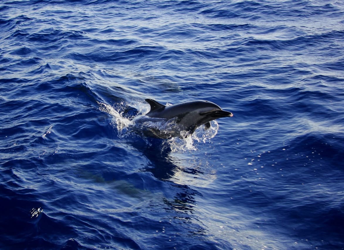 Tiran Island Snorkeling Boat Trip 8