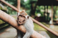 Long tailed monkey