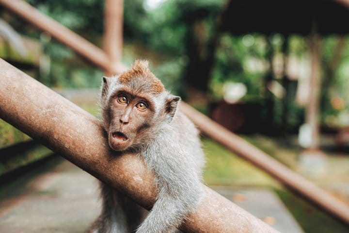 Long tailed monkey