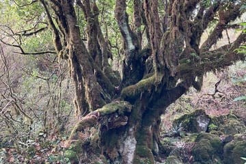 Hiking Tour on PR13 Vereda do Fanal from Funchal