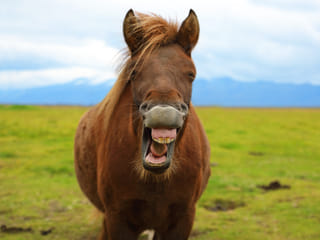 Golden Circle & Meet the Icelandic Horses - Small Group Minibus, photo 13