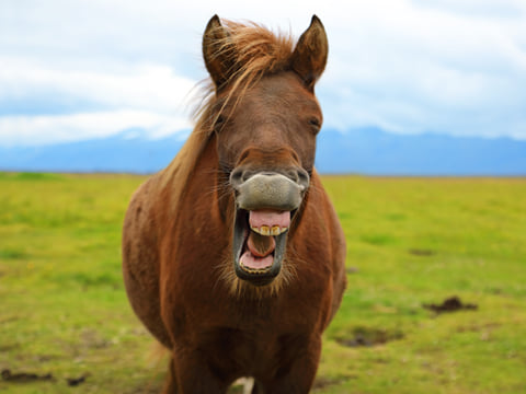 Golden Circle & Meet the Icelandic Horses - Small Group Minibus, photo 13