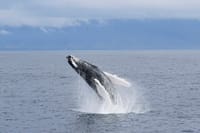 Whale Watching 4