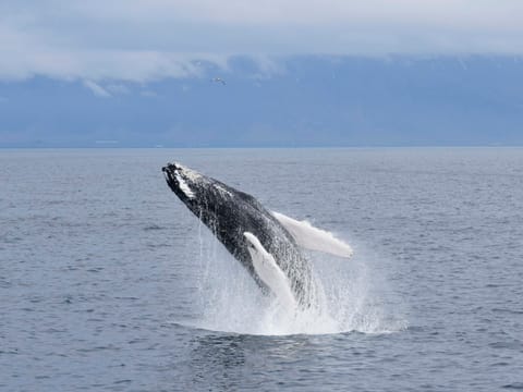 Whale Watching, photo 4