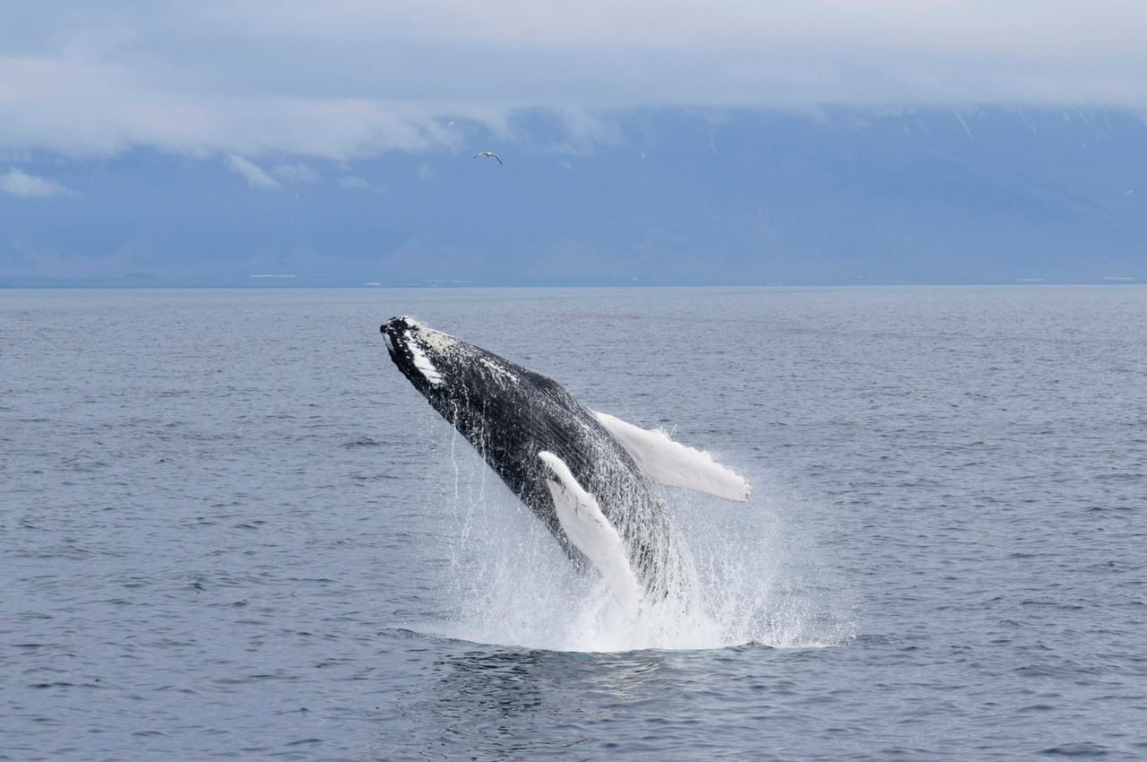 Whale Watching 4