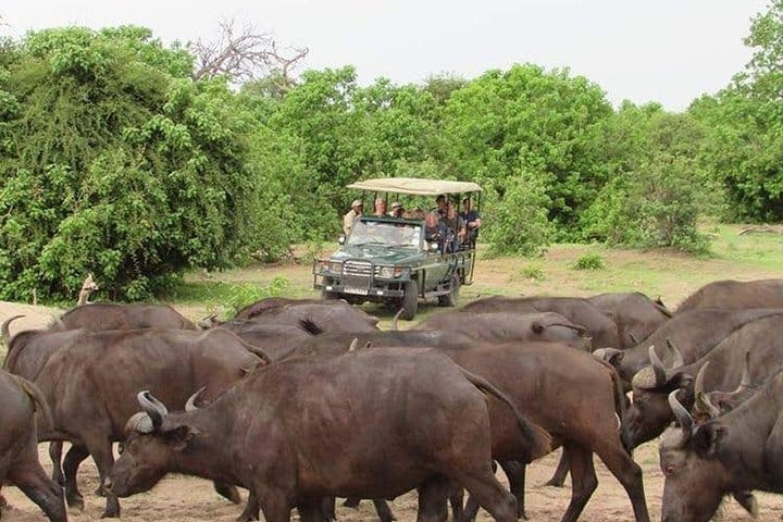 Chobe Full Day Trip (From Victoria Falls)