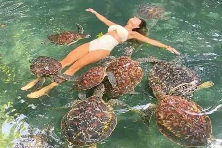 Zanzibar Salaam Cave Swimming and Feeding Sea Turtle in Kizimkazi