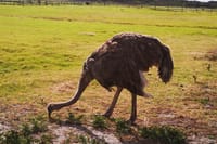Ostrich at Cape of Good Hope