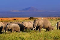 Amboseli park