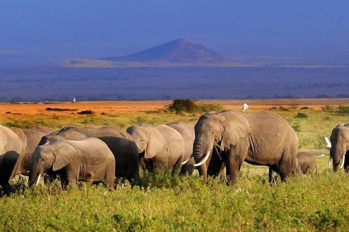 Amboseli park