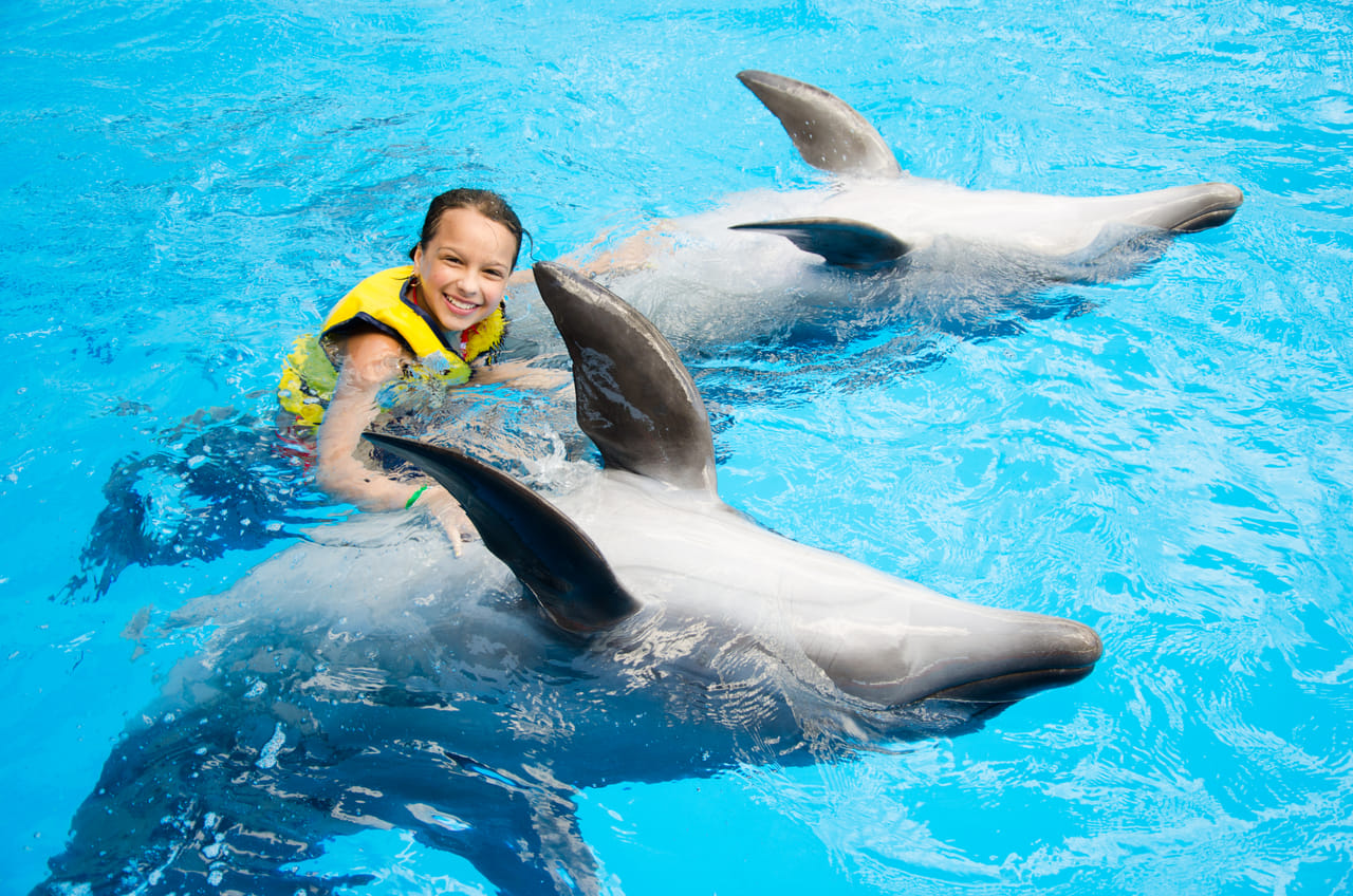 Premium 5 Minutes Dolphin Swimming Experience - Hurghada 9