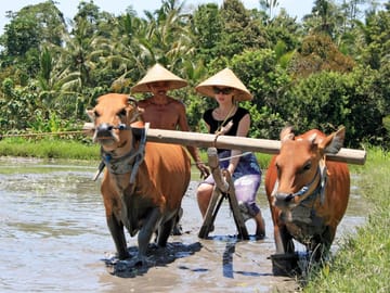 Experience Balinese Culture and Agriculture in Denpasar