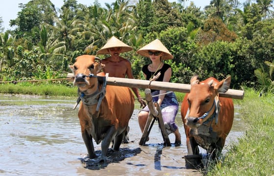 Experience Balinese Culture and Agriculture in Denpasar