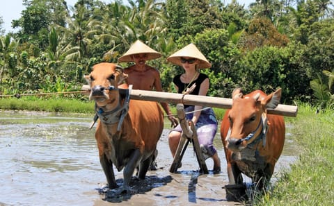 Experience Balinese Culture and Agriculture in Denpasar