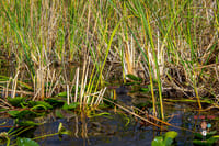 Miami's #1 Everglades Adventure: Airboat Ride, Gator Show, Park Entry & Free Transportation 10