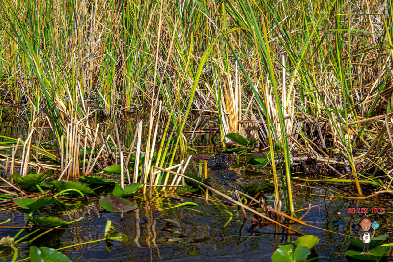 Miami's #1 Everglades Adventure: Airboat Ride, Gator Show, Park Entry & Free Transportation 10