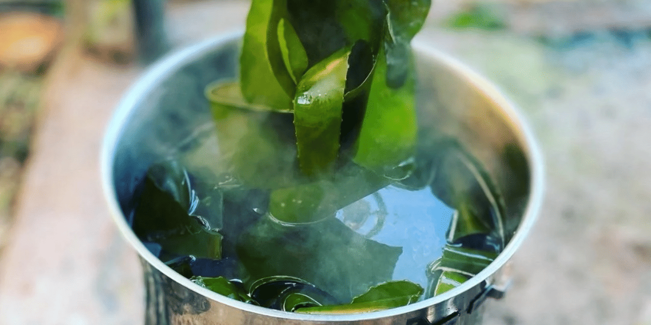 Scarborough: Coastal Foraging and Wild Food Lunch