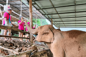 Chiang Mai: Ethical Elephant Sanctuary Full Day Tour & Lunch