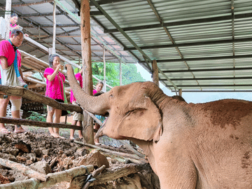 Chiang Mai: Ethical Elephant Sanctuary Full Day Tour & Lunch