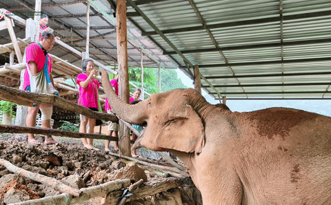 Chiang Mai: Ethical Elephant Sanctuary Full Day Tour & Lunch