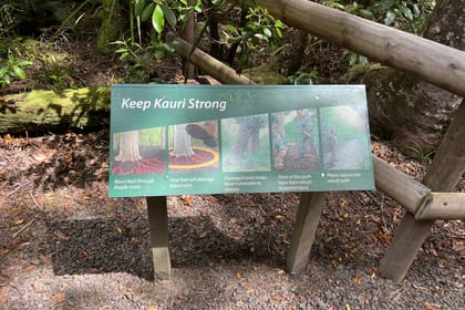 Day Trip to Waipoua Forest and Kauri Museum from Auckland